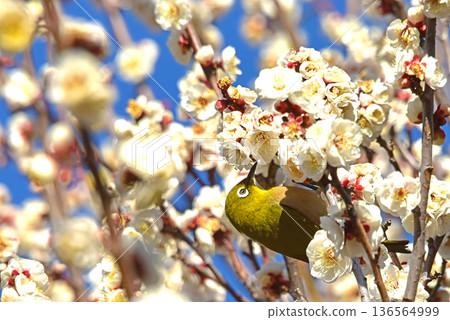Plum Jiro Spring Flower Plum Plum Jiro Spring Flower Plum 136564999