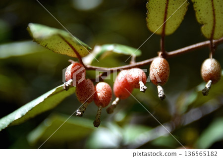 紅果膠果 136565182