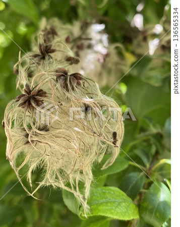 Clematis fluff swaying in a Bulgarian garden. Close-up of early summer plants. Clematis fluff swaying in a Bulgarian garden. Close-up of early summer plants. 136565334