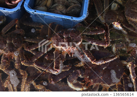 A group of live king crabs submerged in a water tank at a seafood market. The crabs have long legs, spiny shells, and reddish-brown coloring, commonly seen in premium fresh seafood displays A group of live king crabs submerged in a water tank at a seafood market. The crabs have long legs, spiny shells, and reddish-brown coloring, commonly seen in premium fresh seafood displays 136565614