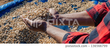 Male worker inspect and tossing dried coffee beans with hands at farm outdoors 136566799