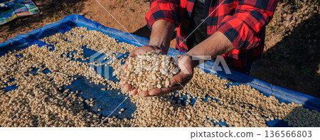 Male worker inspect and tossing dried coffee beans with hands at farm outdoors 136566803