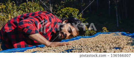 Male worker inspect and tossing dried coffee beans with hands at farm outdoors Male worker inspect and tossing dried coffee beans with hands at farm outdoors 136566807