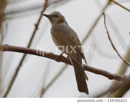 A sideways view of a brown-eared bulbul perched on a branch, a wild bird photograph with a winter natural background 136566823