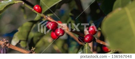 Coffee tree concept. Organic coffee berries beans 136567048