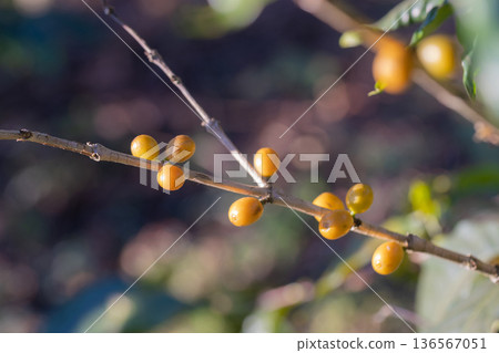 Coffee tree concept. Organic coffee berries beans 136567051