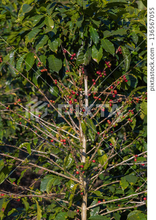 Coffee tree concept. Organic coffee berries beans 136567055