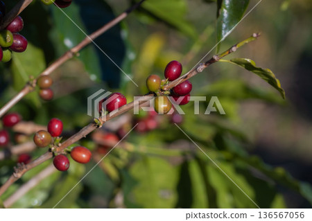 Coffee tree concept. Organic coffee berries beans Coffee tree concept. Organic coffee berries beans 136567056
