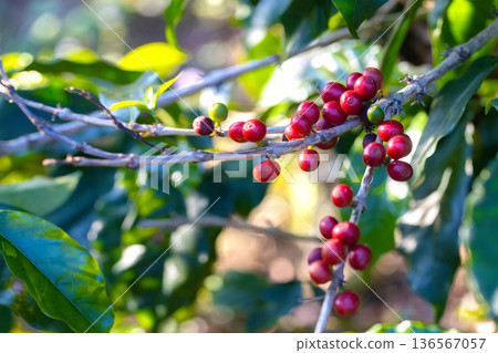 Coffee tree concept. Organic coffee berries beans 136567057