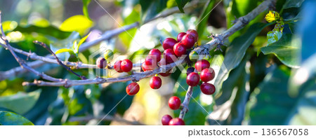 Coffee tree concept. Organic coffee berries beans 136567058