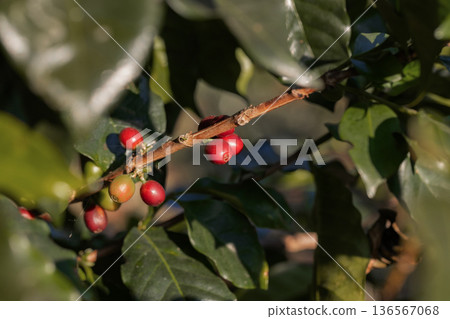 Coffee tree concept. Organic coffee berries beans Coffee tree concept. Organic coffee berries beans 136567068