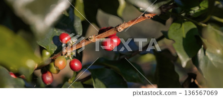 Coffee tree concept. Organic coffee berries beans 136567069
