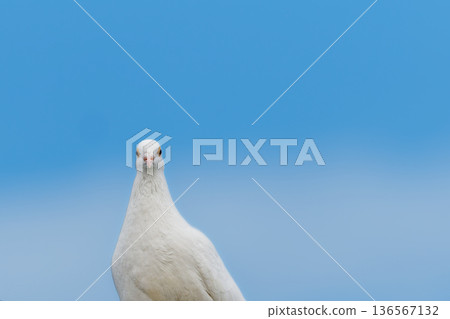 A white dove staring blankly A white dove staring blankly 136567132