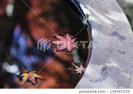 Shining autumn leaves floating on the dark water Shining autumn leaves floating on the dark water 136567220