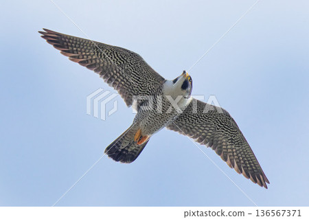A peregrine falcon looking up while flying A peregrine falcon looking up while flying 136567371