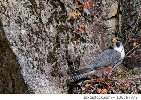 懸崖上的遊隼 136567372