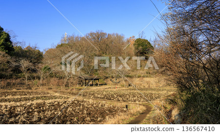 橫濱市戶塚區舞岡故鄉公園的冬季 橫濱市戶塚區舞岡故鄉公園的冬季 136567410
