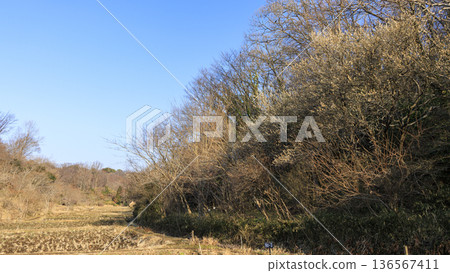 橫濱市戶塚區舞岡故鄉公園的冬季 橫濱市戶塚區舞岡故鄉公園的冬季 136567411