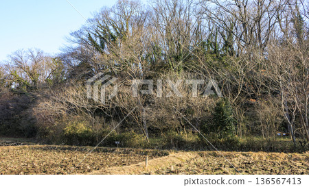 橫濱市戶塚區舞岡故鄉公園的冬季 橫濱市戶塚區舞岡故鄉公園的冬季 136567413