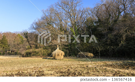 橫濱市戶塚區舞岡故鄉公園的冬季 136567416