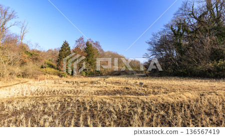 橫濱市戶塚區舞岡故鄉公園的冬季 136567419