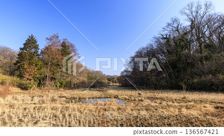 橫濱市戶塚區舞岡故鄉公園的冬季 橫濱市戶塚區舞岡故鄉公園的冬季 136567421