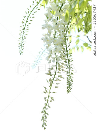 Wisteria flowers Wisteria flowers 136567437