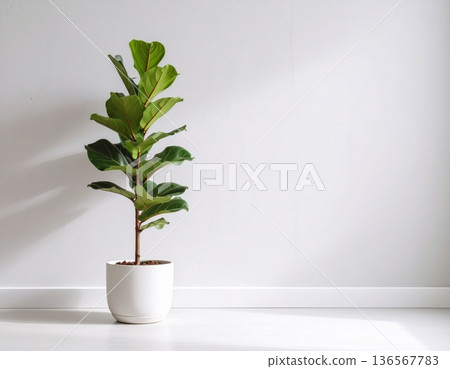 A cute Fiddle-leaf fig plant in front of the wall 136567783