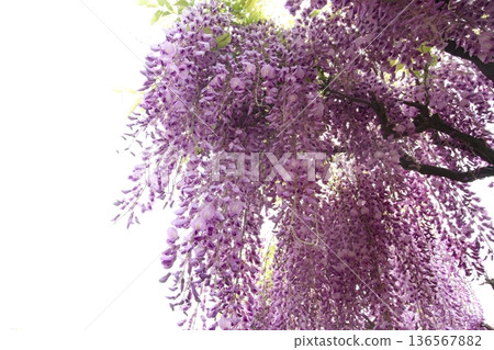 紫藤花 136567882