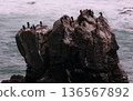 Seabirds resting on reefs in rough seas 136567892