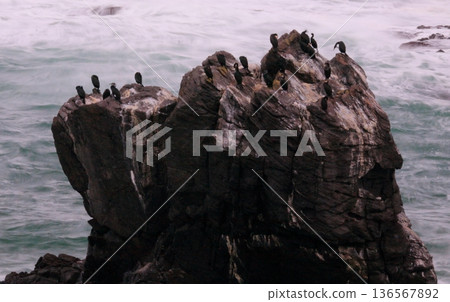 Seabirds resting on reefs in rough seas Seabirds resting on reefs in rough seas 136567892