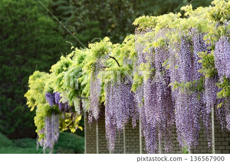 Wisteria flowers 136567900