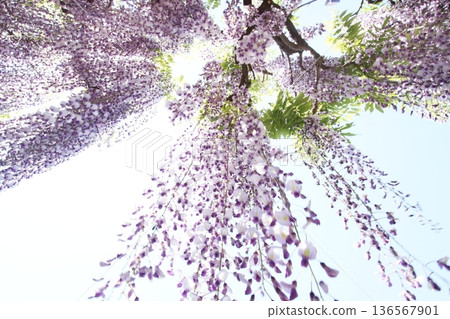 Wisteria flowers Wisteria flowers 136567901