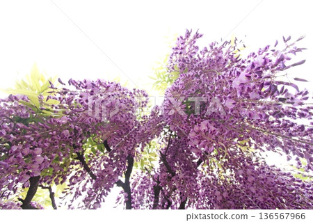 Wisteria flowers Wisteria flowers 136567966