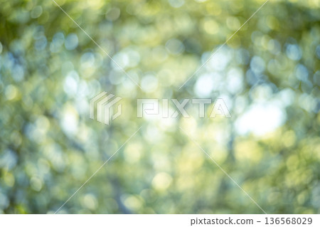 陽光透過翠綠森林的樹葉灑下，呈現綠色生態的虛化效果。 136568029