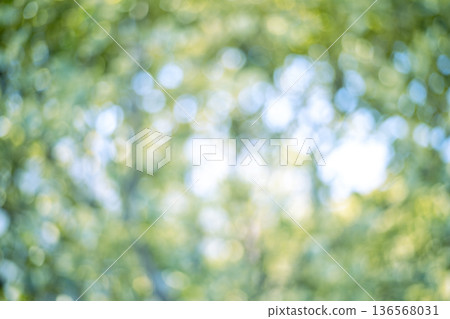 Sunlight filtering through the leaves of a fresh green forest Green Eco Out-of-focus image 136568031