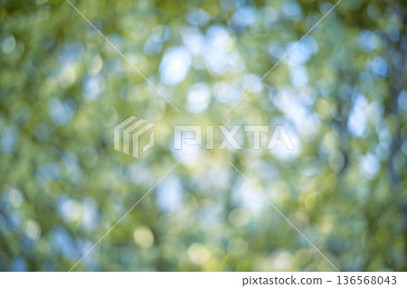 Sunlight filtering through the leaves of a fresh green forest Green Eco Out-of-focus image Sunlight filtering through the leaves of a fresh green forest Green Eco Out-of-focus image 136568043