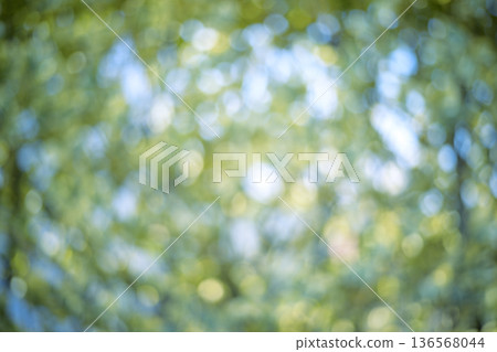 Sunlight filtering through the leaves of a fresh green forest Green Eco Out-of-focus image Sunlight filtering through the leaves of a fresh green forest Green Eco Out-of-focus image 136568044