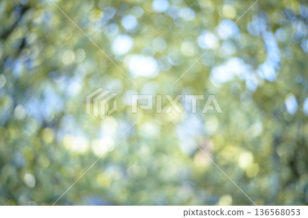 Sunlight filtering through the leaves of a fresh green forest Green Eco Out-of-focus image Sunlight filtering through the leaves of a fresh green forest Green Eco Out-of-focus image 136568053