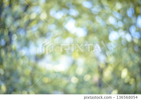 陽光透過翠綠森林的樹葉灑下,呈現綠色生態的虛化效果。 陽光透過翠綠森林的樹葉灑下,呈現綠色生態的虛化效果。 136568054