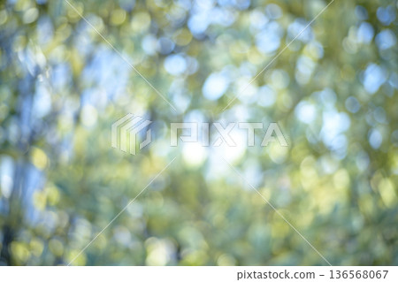 Sunlight filtering through the leaves of a fresh green forest Green Eco Out-of-focus image 136568067