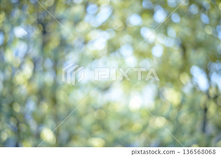 陽光透過翠綠森林的樹葉灑下,呈現綠色生態的虛化效果。 陽光透過翠綠森林的樹葉灑下,呈現綠色生態的虛化效果。 136568068