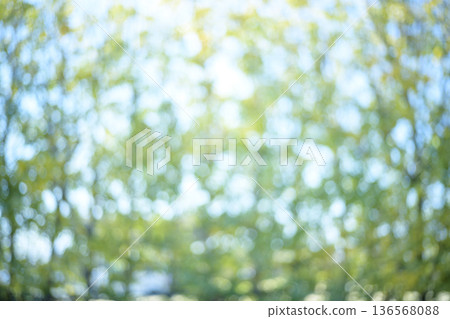 Sunlight filtering through the leaves of a fresh green forest Green Eco Out-of-focus image 136568088