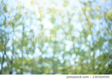 Sunlight filtering through the leaves of a fresh green forest Green Eco Out-of-focus image Sunlight filtering through the leaves of a fresh green forest Green Eco Out-of-focus image 136568090