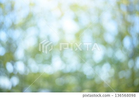 Sunlight filtering through the leaves of a fresh green forest Green Eco Out-of-focus image 136568098