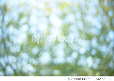 陽光透過翠綠森林的樹葉灑下，呈現綠色生態的虛化效果。 136568099