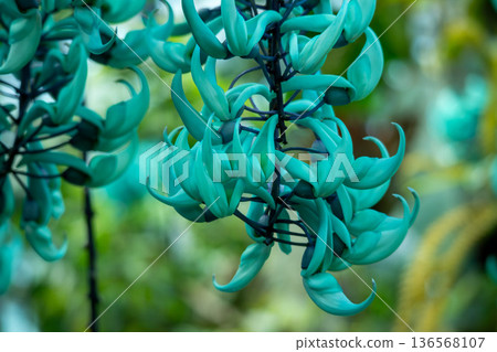 Honeysuckle Honeysuckle 136568107