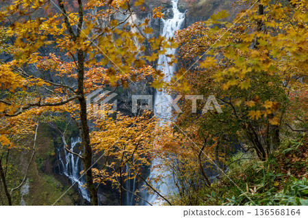 栃木縣日光市中宮寺附近華嚴瀑布的景色 136568164
