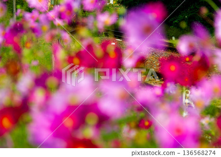 靜岡縣守知郡森町一宮天龍濱名湖鐵道及沿線風景 靜岡縣守知郡森町一宮天龍濱名湖鐵道及沿線風景 136568274