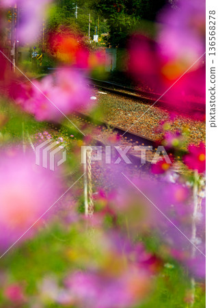 靜岡縣守知郡森町一宮天龍濱名湖鐵道及沿線風景 136568278